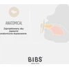 Bibs 111262 KORALŲ ANATOMINIS ČIULPTUKAS