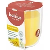 Bolsius „True Scents“ kvapioji žvakė 80x73mm, „Mimosa“