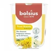 Bolsius „True Scents“ kvapioji žvakė 80x73mm, „Mimosa“