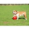 Boomer Ball Šuns žaislas Company of Animals Boomer Mėlyna (200mm)