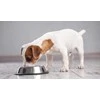 BRIT CARE Dog Senior su ėriena ir ryžiais 12kg