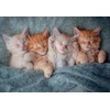 Castorland dėlionė The Sweetest Kittens 1000 det.