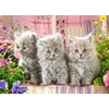 Castorland dėlionė THREE Pilkas KITTENS 260 det.