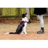 Chaba CHABA GUARD COMFORT DIRŽAI XS 1,6 cm / 32-37 cm FUCHSIA