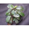 Chomik Agroplėvelė nuo piktžolių 1 x 10 m, juoda, 50 g/m²
