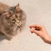 Churu Carnilove Soft Skanėstas Dla Kota Sardynki su Truskawką 50g