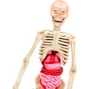Edukacinis žaislas Clementoni The Human Body Mini-Set 50824