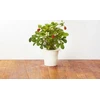 Click And Grow Click&Grow Sėklų kapsulės Smart Soil Braškė 3 pak.