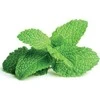 Click And Grow Click &amp; Grow Smart Garden papildymas Peppermint 3vnt