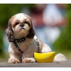 Collar Antkaklis WAU DOG SILICONE DUBENIS 250ml GELTONAS