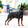 Collar WAU ŠUNS VANDENIUI ATSPARUS PAVADIS 2.0/305cm PVC MĖLYNAS