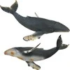 COLLECTA Kuprotasis banginis, (XL), 88347
