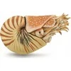 Collecta Figūrėlė Nautilus pompilius (XL)