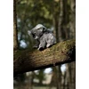 Dantė Koala su vaiku