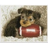 DIAMOND DOTZ Haft diamentowy Deimantinė mozaika Footy Pup Szczeniak su piłką do rugby 49x40cm DQ8017