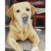 DIAMOND DOTZ Deimantinis siuvinėjimas Diamond Dotz Diamond mozaika Labrador King 48x58cm DQ10027