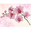 DIAMOND DOTZ Deimantinis siuvinėjimas Diamond Dotz Orchid 49x39cm DD6034