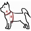 Dingo
