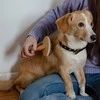 Dingo Dingo Bambukinis šepetys šunims ir katėms su adata ir rutuliuku M