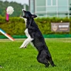 Dingo DINGO GUMINIS LAIKIKLIS SU AVIES KAILIU 55 cm JUODA