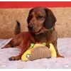 Dingo Dingo Taco Plus šunų žaislas 20cm