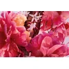 Christian Dior Miss Dior 2024 PP kvepalai moterims, 35 ml
