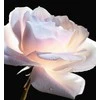 Christian Dior Prestige La Micro-Huile De Rose atkuriamasis veido serumas, 75 ml