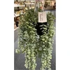 Dirbtinis kabantis augalas SENECIO, 60 cm