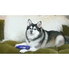 Bosch DREMEL 7350 Pet Grooming kit (3,6V)