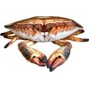 Dubi Krabas 31 cm