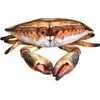 Dubi Krab 31cm