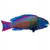 Dubi Plusz Ryba morska mėlyna 50cm 34632