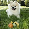 Duvo+ GARDEN BITES FRUITY FRIENDS ''S'' 7cm 60 vnt. (demonstracinėje pakuotėje yra 60 vnt. x 3)