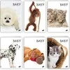 Elisa BABY MIX (20vnt.)