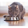 Sausas Kačių Maistas - Eukanuba Suaugusiųjų Vištiena 2kg