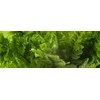 Exo Terra Dirbtinis augalas – Boston Fern, M
