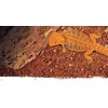 Exo Terra Stone Desert substratas, raudona dykuma, 20kg