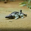Figūrėlė Hasbro Figūrėlė Transformers Crescent