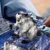 Schleich - Ice Rodent (70836)