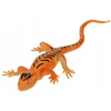 Swede Chameleonas keičiantis spalvą Q13024 19605