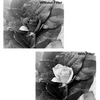B+W filtras raudonas B+W Basic 090 Raudona Light 590 MRC 1102685 72mm