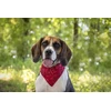 Flamingo Dog coll bandana pinto red 22-35CM 10MM