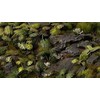 Gamers Grass Gamers Grass: lazeriniai augalai - monstras
