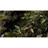 Gamers Grass : Lazeriniai augalai – Dramblio ausis – Kolokazija