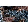 Gamers Grass Gamers Grass: Lazeriniai augalai - Alien Fern - Fern