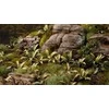 Gamers Grass Gamers Grass: lazeriniai augalai - Dygusis fernas - spygliuotas medis