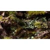 Gamers Grass Gamers Grass: Lazeriniai augalai - plantain Lily - Funkia