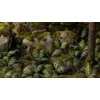 Gamers Grass : Lazeriniai augalai - Bracken - Papartis