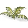 Gamers Grass : Lazeriniai augalai - Bracken - Papartis