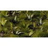 Gamers Grass Gamers Grass: Lazeriniai augalai - Banana Medis - Banana Medis